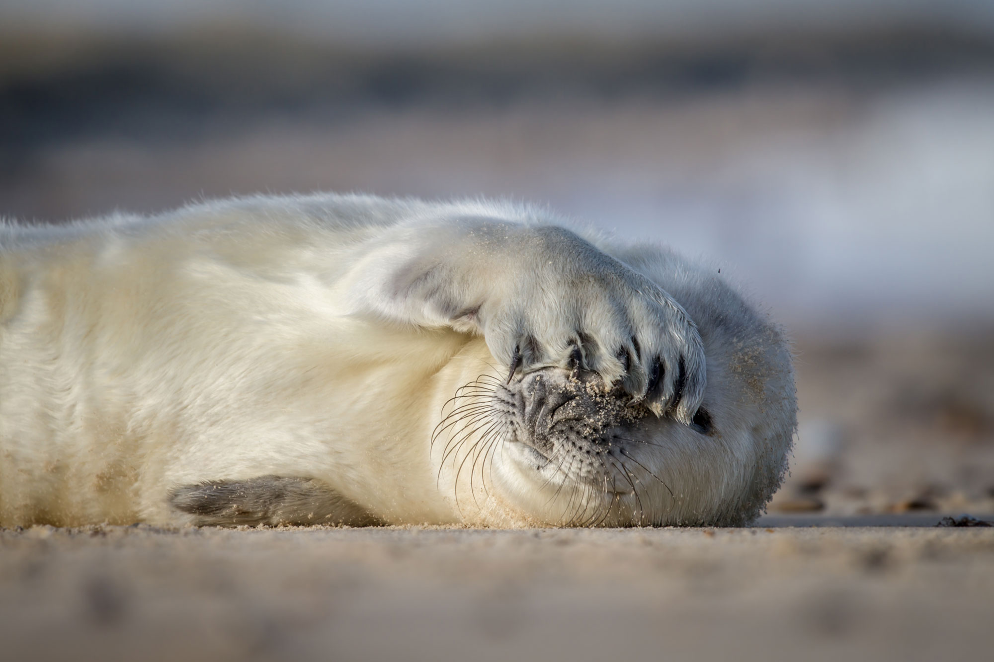 Grijze zeehond - Noordzee