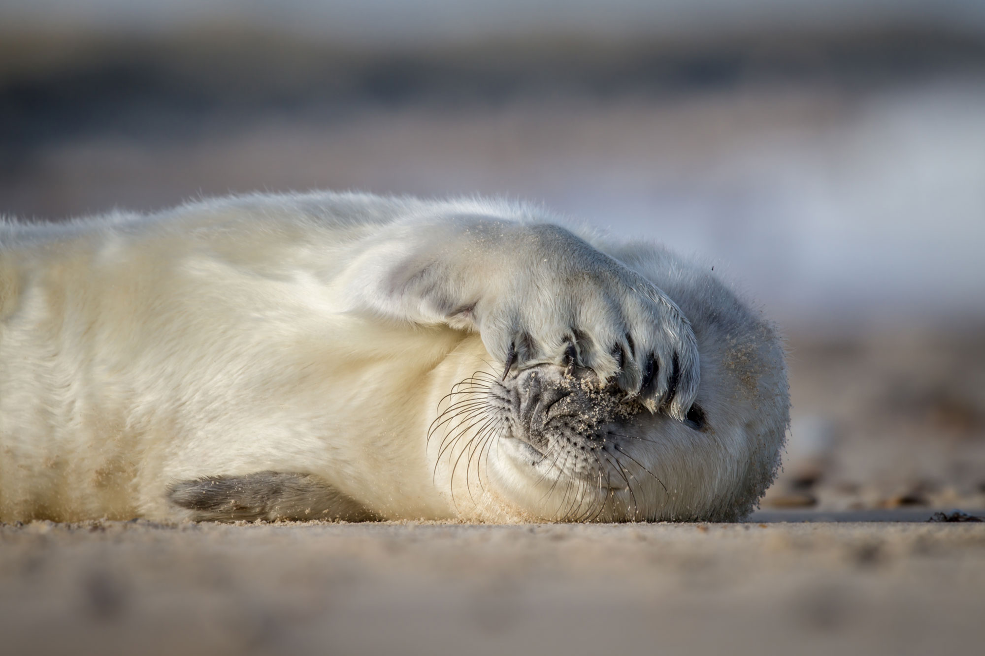 De Wilde Noordzee - © Dutch Maritime Productions