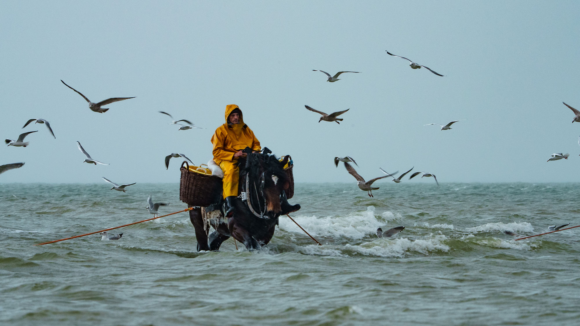 North Sea Untamed - © Dutch Maritime Productions