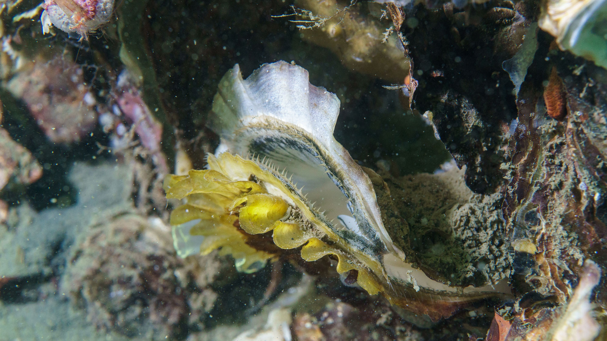 Japanse oester Weekdier Noordzee